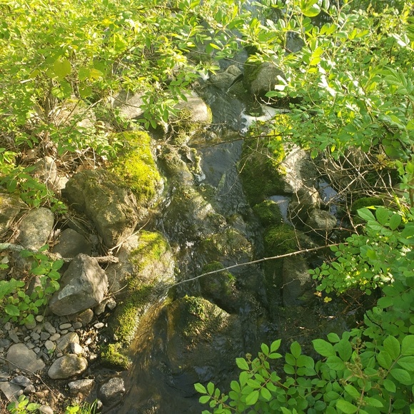 manatee01rr